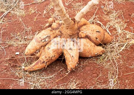 Fermé de la partie de racine de tubercule de la plante de manioc après la culture Banque D'Images