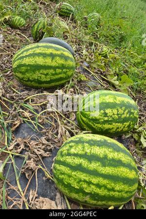 26 août 2021, Brandebourg, Velten: Les melons mûrs se trouvent dans un domaine appartenant à l'agriculteur Puszti. Beaucoup de douceur, beaucoup de jus et parfois plus ou moins de graines : les melons font partie de l'été. Mais les fruits proviennent généralement des climats du sud. Le temps en Allemagne peut être un peu capricieux. Dans le Brandebourg, un agriculteur n'est pas fausé. Puszti a quelque chose pour tout le monde. « une bonne moitié des fruits a déjà été récoltée », explique M. Puszti. En ce moment, c'est la haute saison pour lui et sa petite équipe. Les fruits charnus rouges ou jaunes sont récoltés quotidiennement à partir du champ d'environ 2000 mètres carrés près de Velten (Ober Banque D'Images