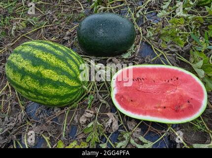 26 août 2021, Brandebourg, Velten: Des melons mûrs, dont l'un est coupé, se trouvent dans un champ appartenant à l'agriculteur Attila Puszti. Beaucoup de douceur, beaucoup de jus et parfois plus ou moins de graines : les melons font partie de l'été. Mais les fruits proviennent généralement des climats du sud. Le temps en Allemagne peut être un peu capricieux. Dans le Brandebourg, cependant, un agriculteur n'est pas découragé. Attila Puszti a quelque chose pour tout le monde. « une bonne moitié des fruits a déjà été récoltée », explique M. Puszti. C'est la saison de pointe pour lui et sa petite équipe. Les fruits charnus rouges ou jaunes sont récoltés quotidiennement à partir de l'approxim Banque D'Images