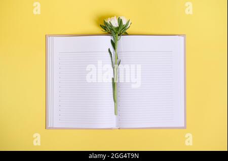 Composition à plat sur fond jaune d'une délicate fleur d'aster d'automne au milieu d'un organiseur ouvert avec des feuilles blanches propres avec copie Banque D'Images