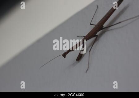 Photo macro d'une petite femelle de couleur marron priant mantis dormant sur un mur blanc dans une maison Banque D'Images