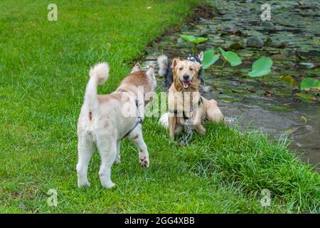 Joyeux Golden Retriever et husky jouant du ballon dans le parc Banque D'Images