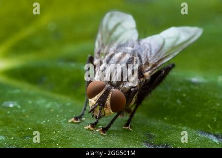 Mouche domestique (Musca domestica) assise sur une feuille verte, gros plan Banque D'Images