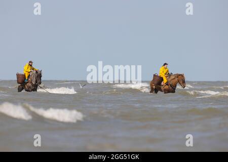 La pêche de crevettes à cheval Banque D'Images