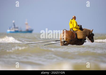 La pêche de crevettes à cheval Banque D'Images