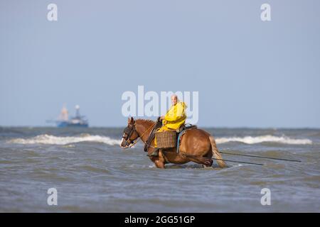 La pêche de crevettes à cheval Banque D'Images