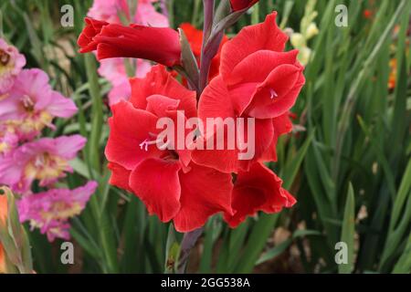 Photo sélective d'une belle fleur rouge de gladiolus dans le jardin sur fond vert Banque D'Images