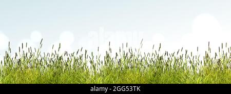 Panorama d'une prairie avec de l'herbe haute, rendu 3d Banque D'Images