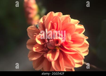 détail de fleur de dahlia orange Banque D'Images