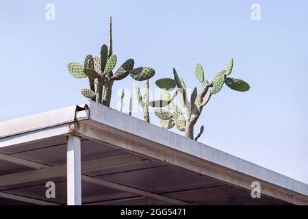 des plantes cactus piriformes poussent dans la gouttière d'un vieux toit de patio rouillé avec un ciel bleu clair en arrière-plan Banque D'Images