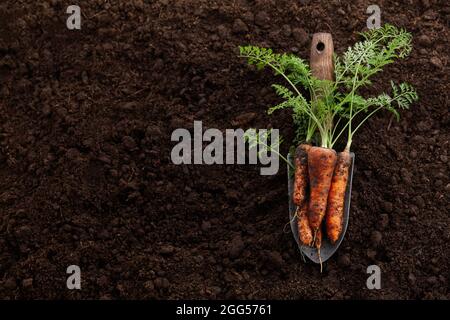 Carottes fraîches biologiques avec des verts sur fond de sol Banque D'Images