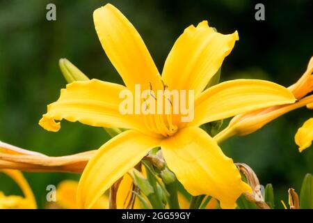 Fleur jaune de nénuphars Hemérocallis « Golden Scepter » Banque D'Images