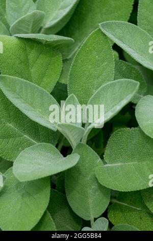 Feuilles de sauge commune Salvia officinalis feuilles d'herbes essentielles Banque D'Images