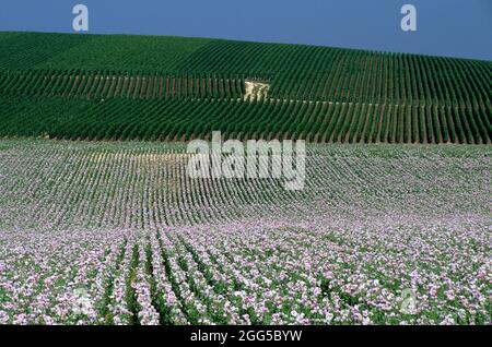 FRANCE. MARNE (51) CHAMPS DE PAVOT ET VIGNES AU DÉBUT DE L'ÉTÉ À LA MONTAGNE DE REIMS Banque D'Images