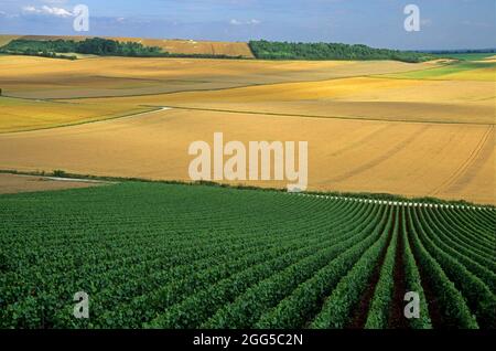 FRANCE. MARNE (51) ROUTE DE CHAMPAGNE. CHAMPS ET VIGNOBLE DE VITRY-LE-FRANÇOIS Banque D'Images