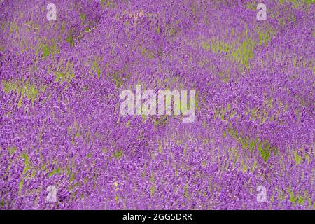 Fond violet couleur de fond de lavande rustique champ de lavande Banque D'Images
