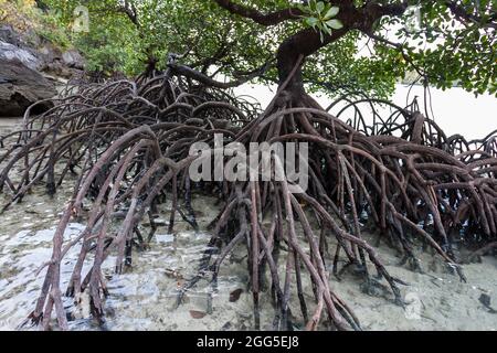 Arbre de mangrove grandes racines dans l'océan d'eau salée rivage Banque D'Images