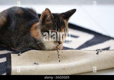 Un petit chaton tire un fil du tapis de bienvenue. Points de mise au point sélective. Arrière-plan flou Banque D'Images