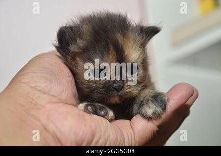 Un petit chaton tient dans la paume d'une main. Points de mise au point sélective. Arrière-plan flou Banque D'Images