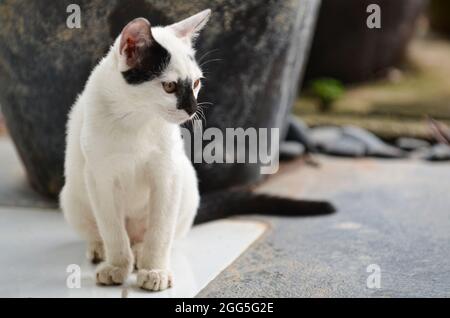 Petit chaton assis sur ses pattes arrière à l'extérieur. Points de mise au point sélective. Arrière-plan flou Banque D'Images