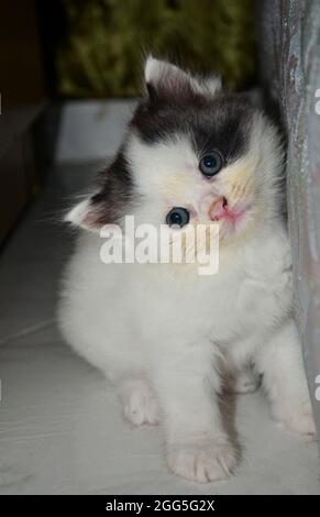 Petit chaton jouant dans un espace étroit avec sa tête inclinée. Points de mise au point sélective. Arrière-plan flou Banque D'Images