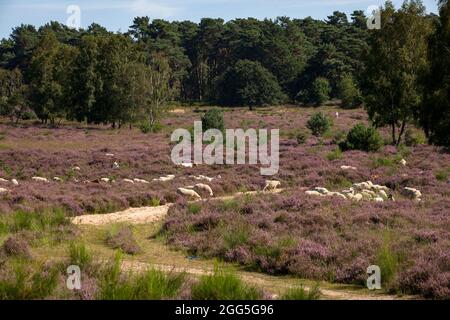 Moutons pour la gestion des terres ouvertes dans la floraison Wahner Heath, Troisdorf, Rhénanie-du-Nord-Westphalie, Allemagne. Schafe zur Offenlandpflege in der bluehende Banque D'Images