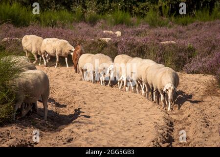 Moutons pour la gestion des terres ouvertes dans la floraison Wahner Heath, Troisdorf, Rhénanie-du-Nord-Westphalie, Allemagne. Schafe zur Offenlandpflege in der bluehende Banque D'Images