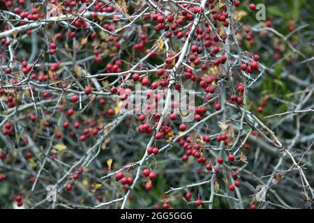 Crataegus monogyna. Aubépine commune Banque D'Images