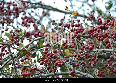 Crataegus monogyna. Aubépine commune Banque D'Images