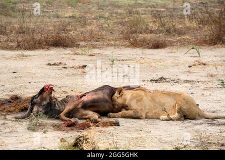 Lionne manger un gnou, Selous, Tanzanie Banque D'Images