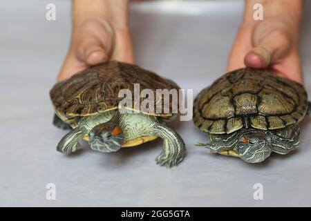 Entre les mains d'un homme, deux tortues. Le propriétaire garde des tortues rouges. Animaux de compagnie. Tortue d'eau douce américaine. Gros plan. Banque D'Images