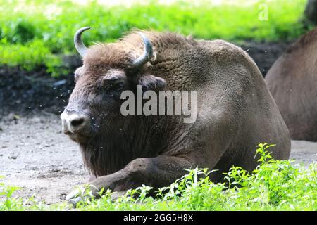 Gros plan du bison européen au repos Banque D'Images