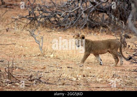 Lion cub dans le parc national de Chobe, au Botswana, en Afrique Banque D'Images