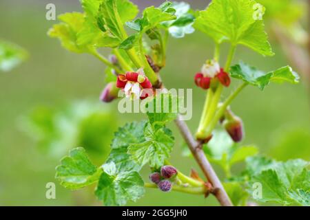 Jostaberry (Ribes nididrolaria) fleurit au printemps Banque D'Images