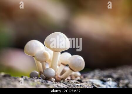 La porcelaine, ou champignon de l'oeuf poché, oudemansiella mucida, poussant d'un hêtre mort dans la New Forest, Hampshire, Royaume-Uni. Espace pour le texte. Banque D'Images