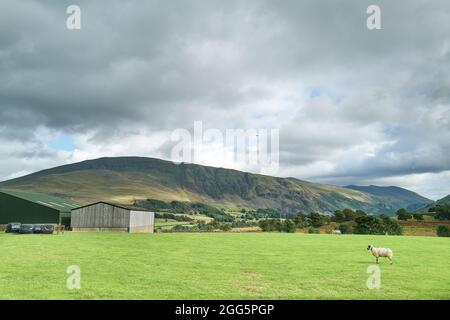 Un mouton isolé se dresse sur un champ vert d'une ferme dans le district des lacs, cumbria, lors d'une journée d'été nuageuse. Banque D'Images