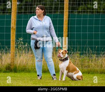 Pencaitland, East Lothian, Écosse, Royaume-Uni. 29 août 2021. Entraînement canin : le parc d'aventure canin Unleashed organise un événement caritatif d'entraînement canin organisé par des behaviorists qualifiés pour recueillir de l'argent pour le chien d'Édimbourg et le chat à la maison. Photo : une femme avec un boudogue Banque D'Images