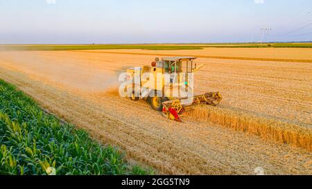 Vue aérienne de l'ancienne moissonneuse-batteuse jaune agricole comme coupe, récolte de blé mûr sur les champs de ferme. Banque D'Images