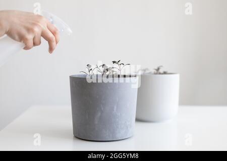 Arroser les plants de tomates dans un pot gris avec un spray bouteille à la maison Banque D'Images