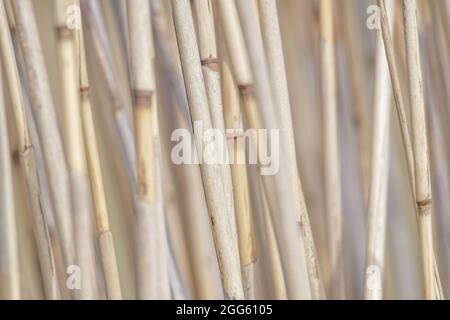 Fond ou texture de l'herbe de canne Banque D'Images