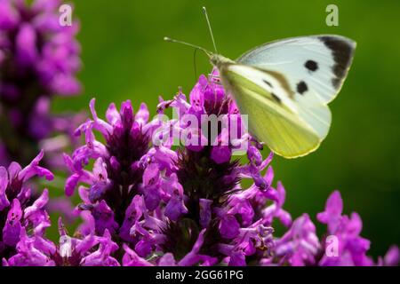 Chou papillon sur Betonica officinalis papillon Pieris Banque D'Images