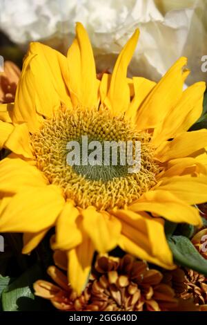 Beau bouquet d'un tournesol frais, au soleil d'été. Banque D'Images