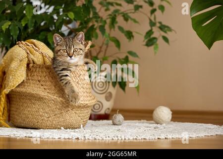 Un joli chaton à motif tabby est sorti des paniers avec des fils à tricoter. Tournage à domicile. Banque D'Images