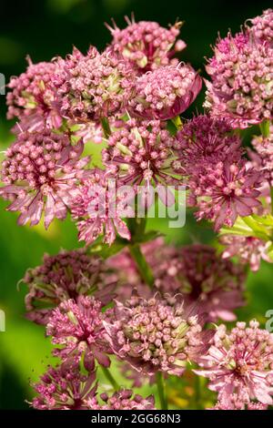 Claret Astrantia Banque D'Images
