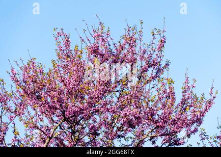 Belle fleur d'amande de printemps avec fleur rose sur fond bleu ciel. Fleurs et fleurs d'amandiers signifiant le concept du printemps Banque D'Images