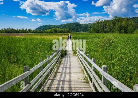 La promenade du Saint Fulgence s'étale un jour d'été, un marais situé sur le fjord du Saguenay au Québec (Canada) Banque D'Images