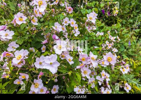 Grand automne floraison des plantes d'anémones roses dans une bordure herbacée. Banque D'Images