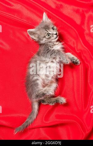 Un joli chaton gris se trouve sur une couverture rouge avec vue sur le dessus. Petit chat moelleux âgé de 1 mois Banque D'Images