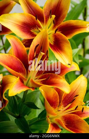 Lily asiatique fleurs Lilium 'Kaveri', Lilies Banque D'Images