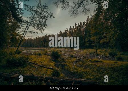 Séché pas de nom lac dans la forêt nationale Banque D'Images